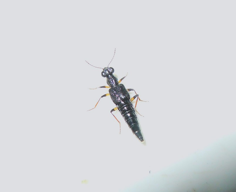 Stenus cicindeloides?